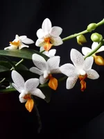 3c187057d76e7a52e2dcdd0e02fd9e8f.webp