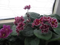 Bob Serbin _1604.webp