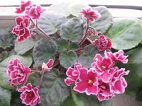 Bob Serbin _1620.webp