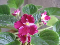 Crimson Ice_1608.webp