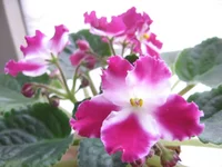 Crimson Ice_1622.webp