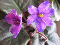 Galactic Dancin'_1627.webp