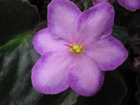 Halo's Aglitter _1638.webp