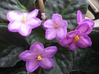 Halo's Aglitter_1632.webp