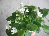 Milky Way Trail_1606.webp