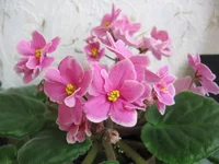 Pink Amiss _1602.webp