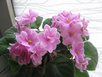 Pink Amiss _1625.webp