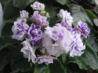 -сливовый коктейль_1636.webp