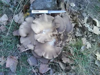 DSC00361.webp