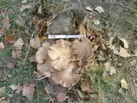 DSC00362.webp