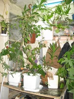 IMG_6326-1.webp