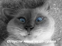  трава.webp