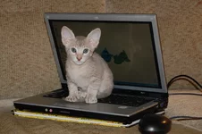 0.webp