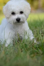 _DSC5239.webp