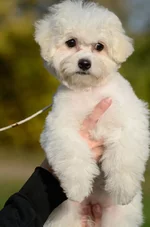 _DSC5277.webp