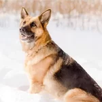 cbbej7.webp