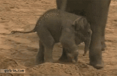 a2djag.gif