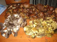 DSC00560.jpg