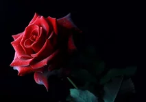 008.webp