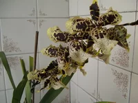 PICT37251.webp