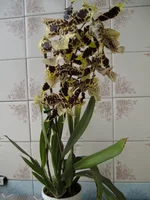 PICT37271.webp