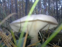 0871.webp