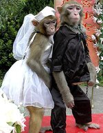 свадьба животных.jpg