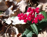s-1290.webp