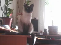 0153.webp