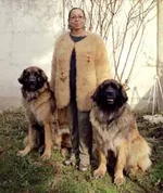 dog_hair_sweater.webp