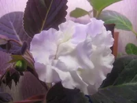 White Bird2_thumb.webp