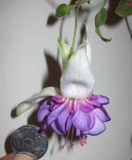 DEEP_PURPLE_1.webp
