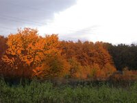 PIC_0946.jpg