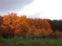 PIC_0946.jpg