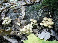 PIC_0925.jpg
