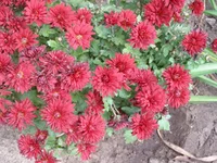 P1011730.webp