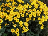 P1011731.webp