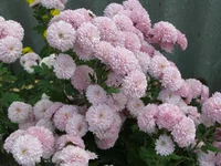 P1011732.webp