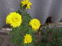 P1011733.webp