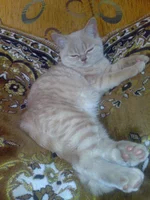 012.webp