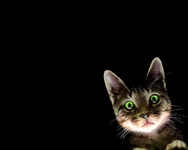 grean_eyes_cat_1280.webp