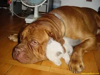 пес и котенок1.jpg