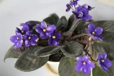 Ness Blueberry Paff.webp