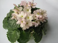 Optimara Ever Harmony.webp