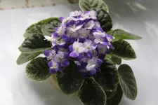 Park Avenue Blue.webp