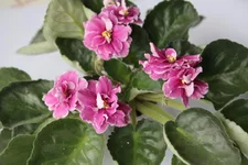 - Подарок на Рождество.webp