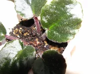 IMG_9154 [Разрешение рабочего стола].webp