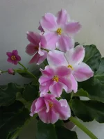 IMG_8211 - копия.webp