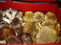 DSC00579.jpg