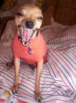 100_9297.webp